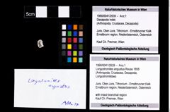 Foto (Objekt + Etikett) von Longodromites angustus (Reuss 1858)  (NHMW-GEO-1990-0041-2639)